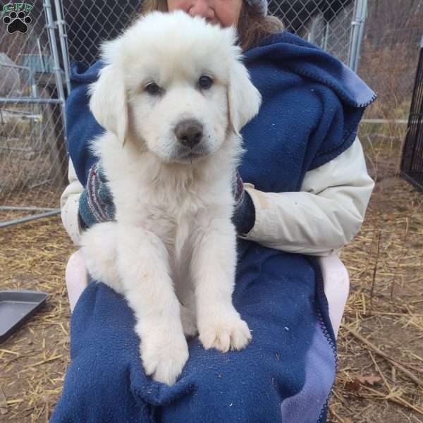 Jacques, Great Pyrenees Puppy